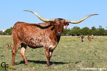 TEXANA DOVE WEED