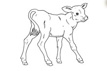 EMBRYO HEIFER CALF